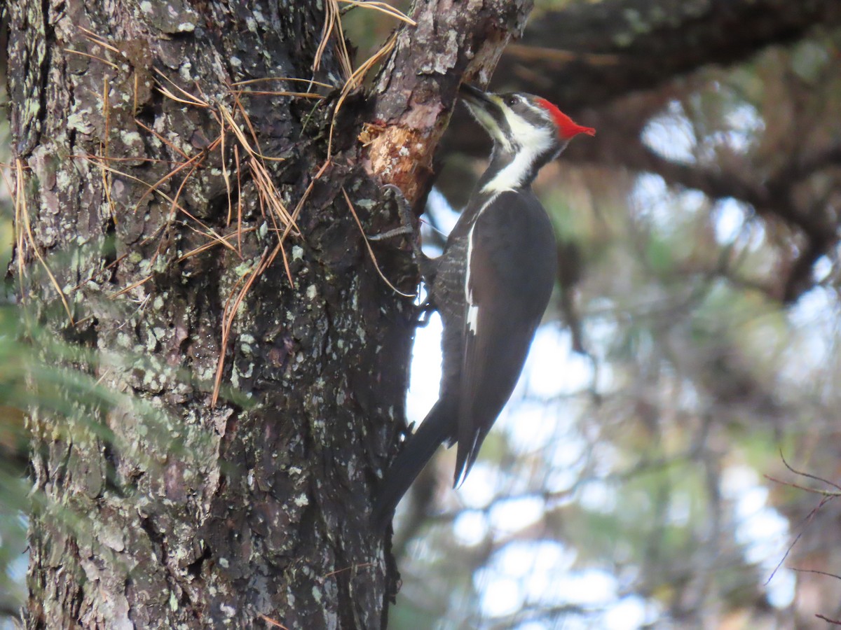 Pileated Woodpecker - ML626151766