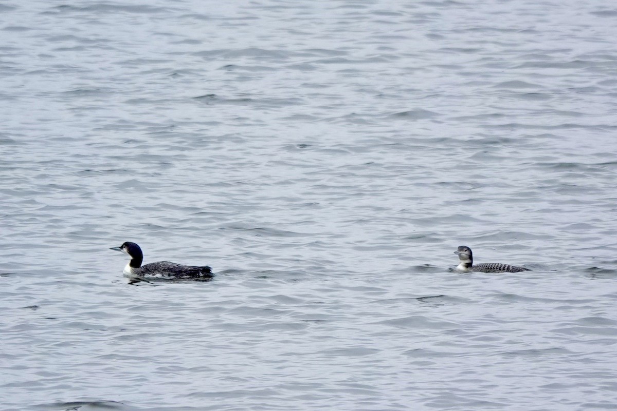 Common Loon - ML626151875