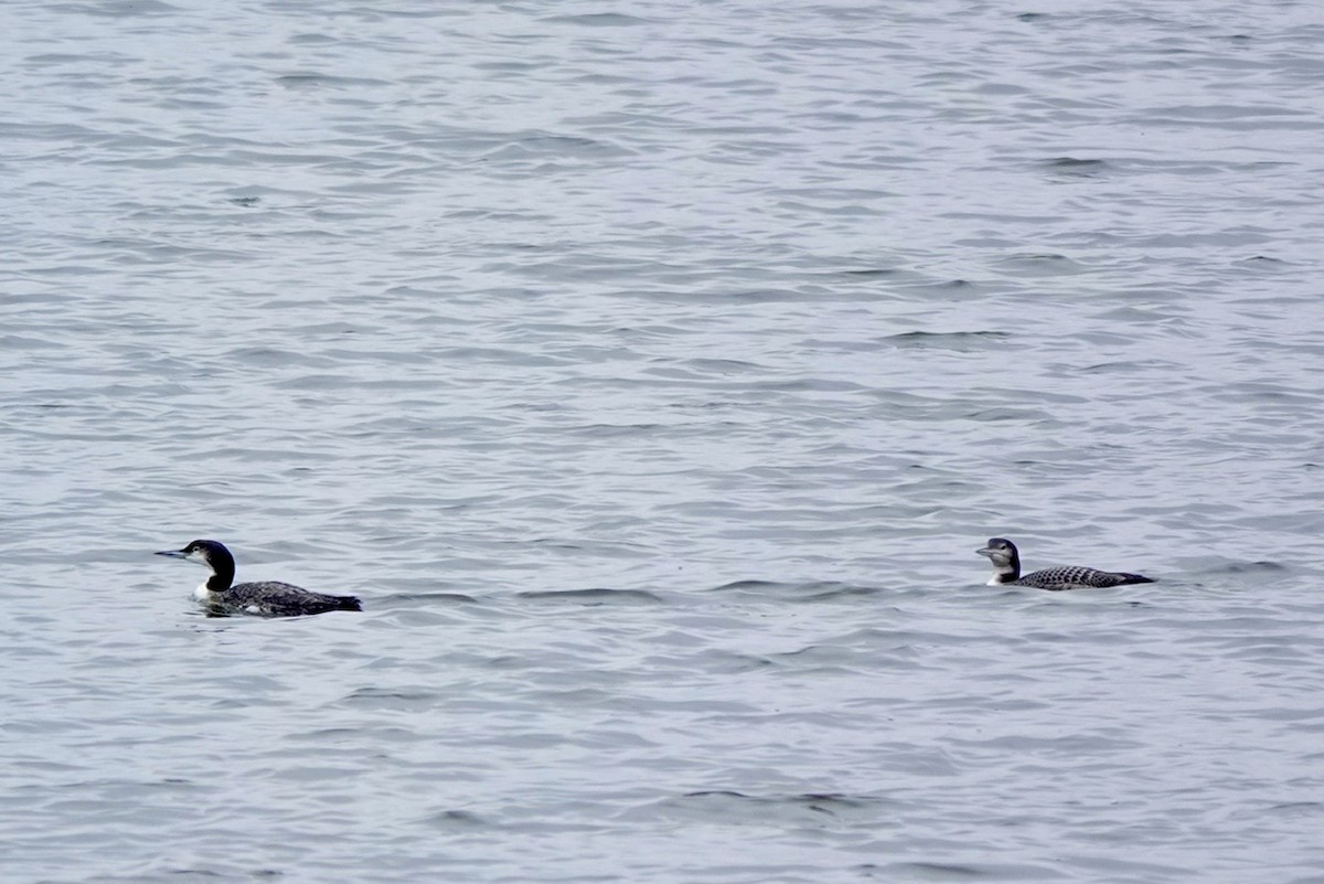 Common Loon - ML626151876