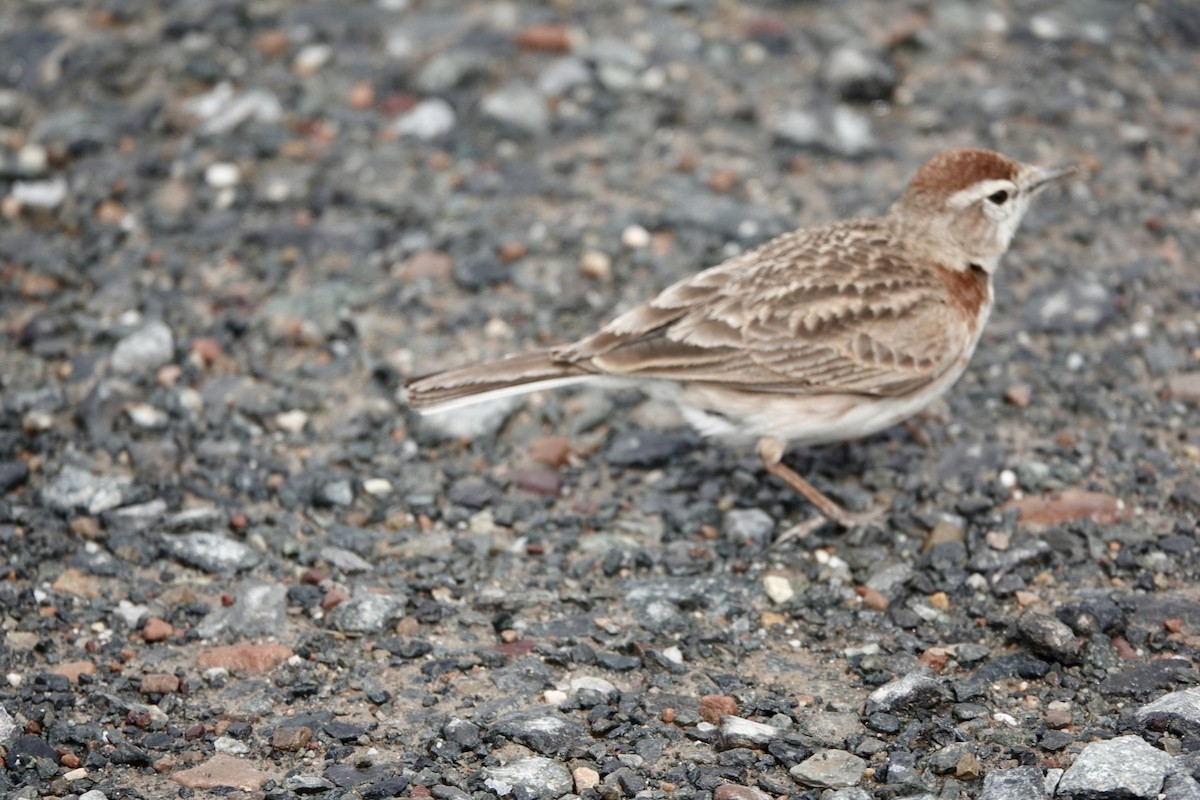 Red-capped Lark - ML626151888