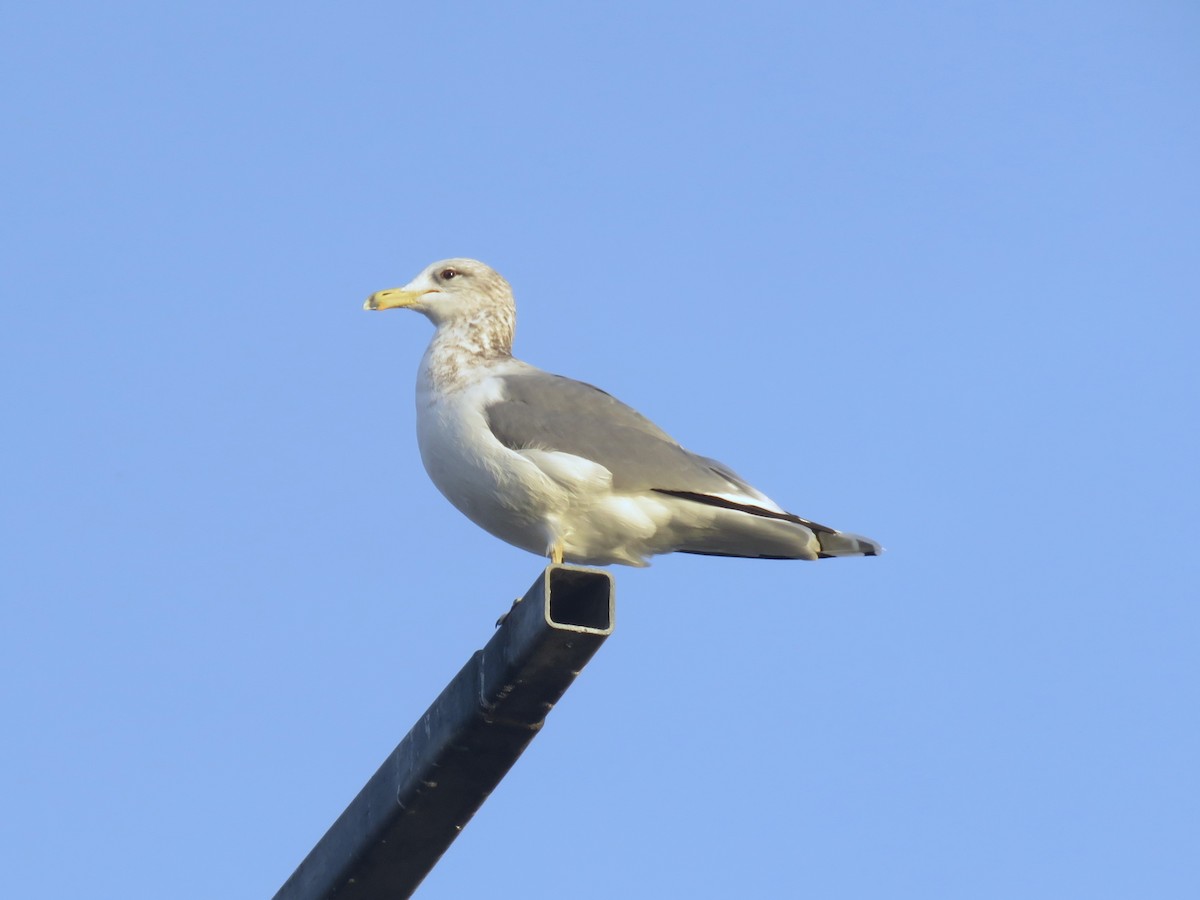 California Gull - ML626151962