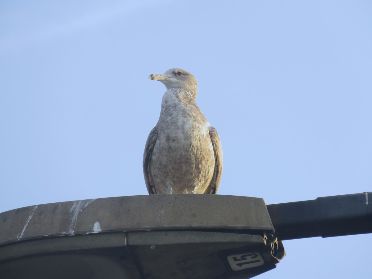 California Gull - ML626151963