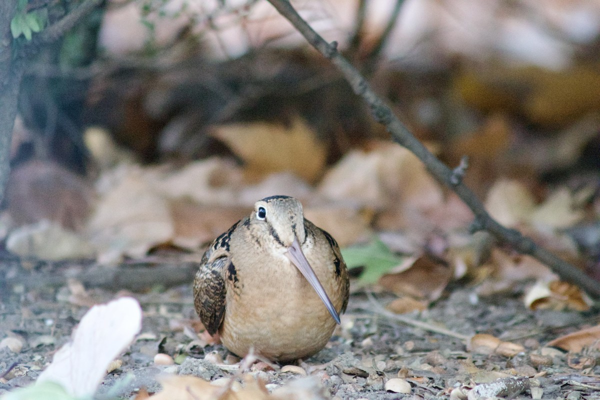 American Woodcock - Sarah Roberts