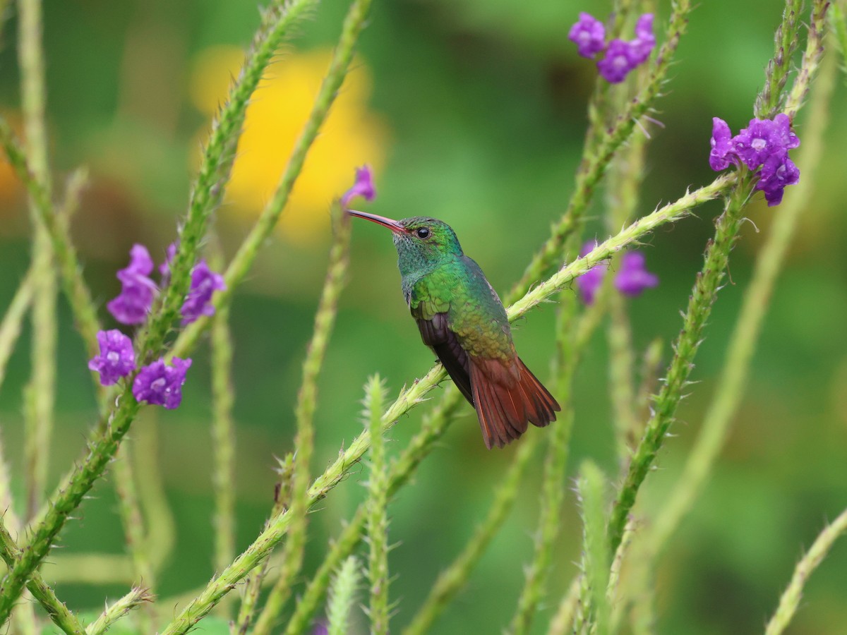 Rufous-tailed Hummingbird - ML626152146