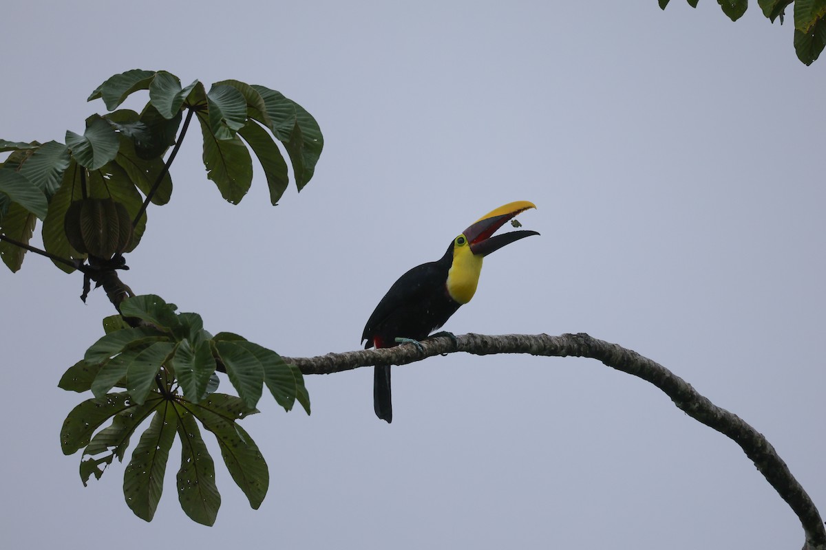 Yellow-throated Toucan - ML626152203