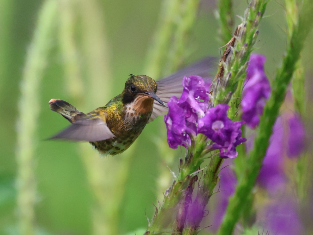 Black-crested Coquette - ML626152207