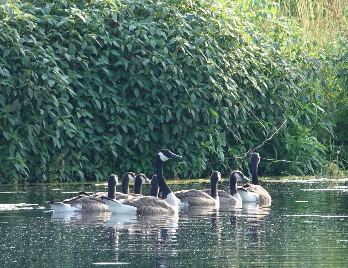 Canada Goose - ML62615221