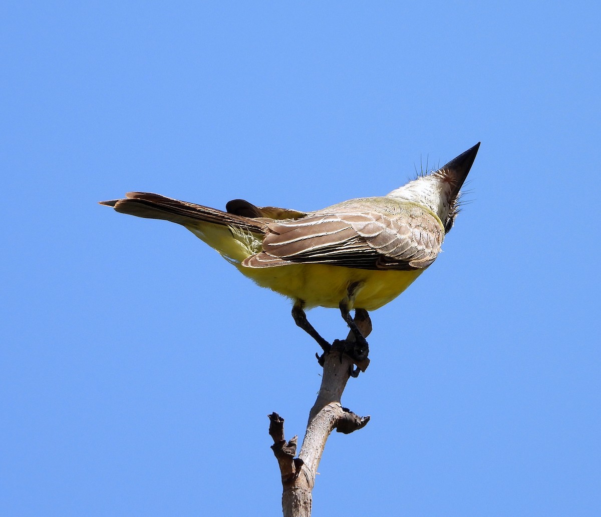 Tropical Kingbird - ML626152274