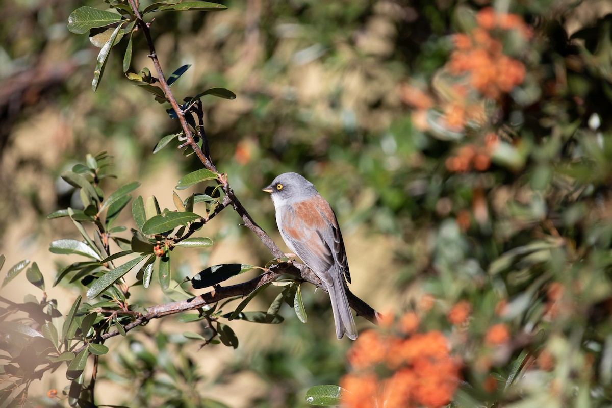 Yellow-eyed Junco - ML626152295