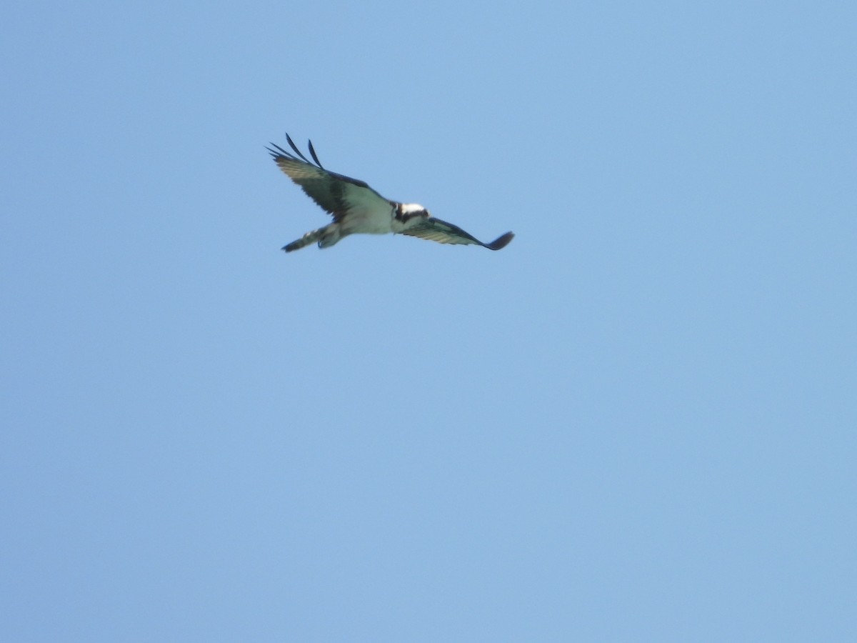 Falco pescatore - ML626152325