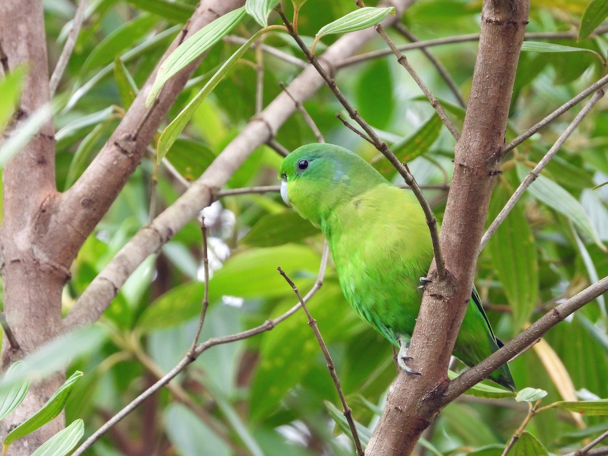 Cobalt-rumped Parrotlet - ML626152339