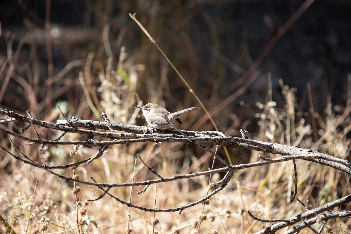 Bewick's Wren - ML626152344