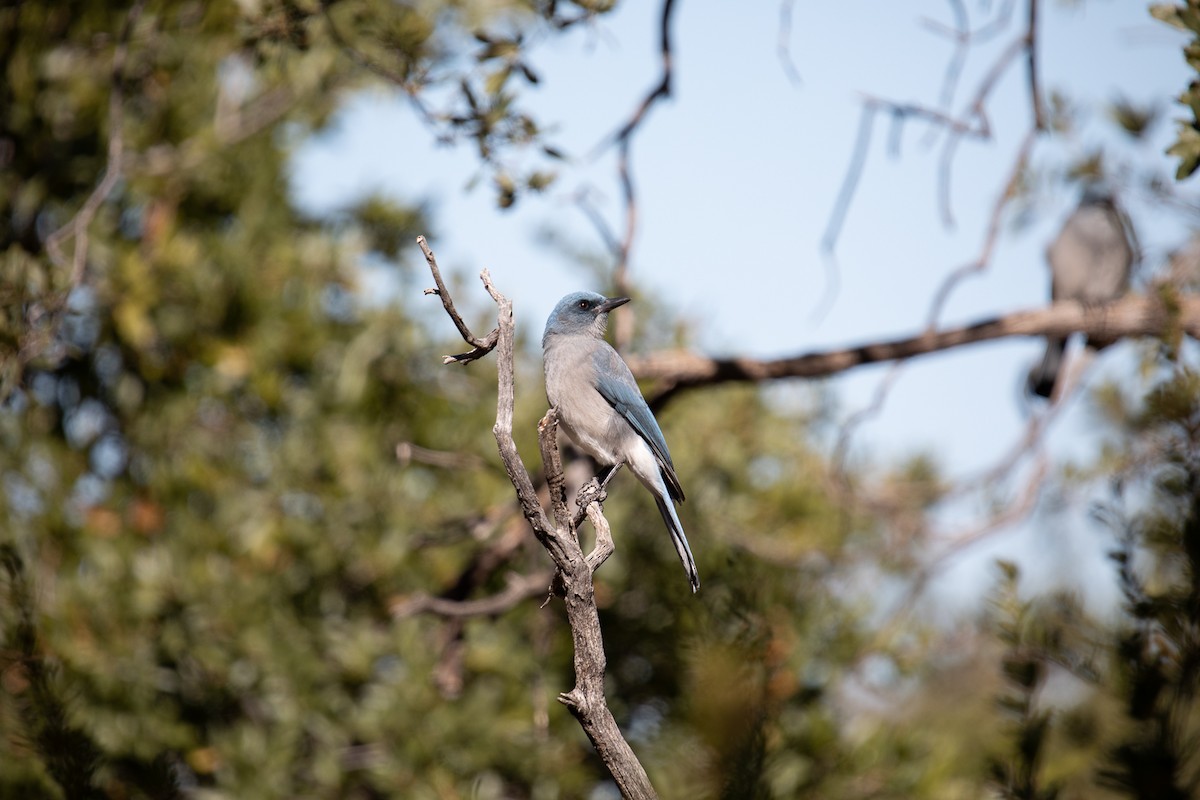 Mexican Jay (Arizona) - ML626152365