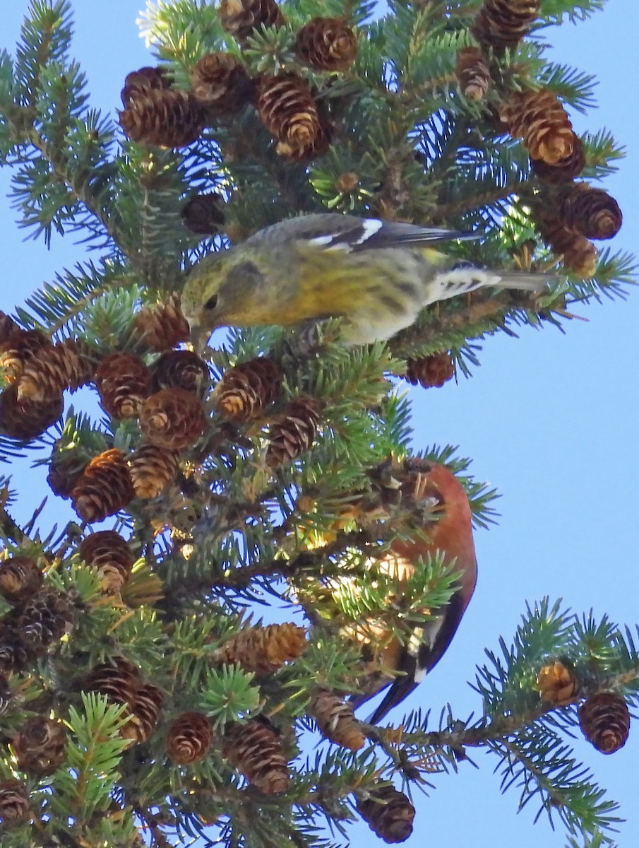 White-winged Crossbill - ML626152368