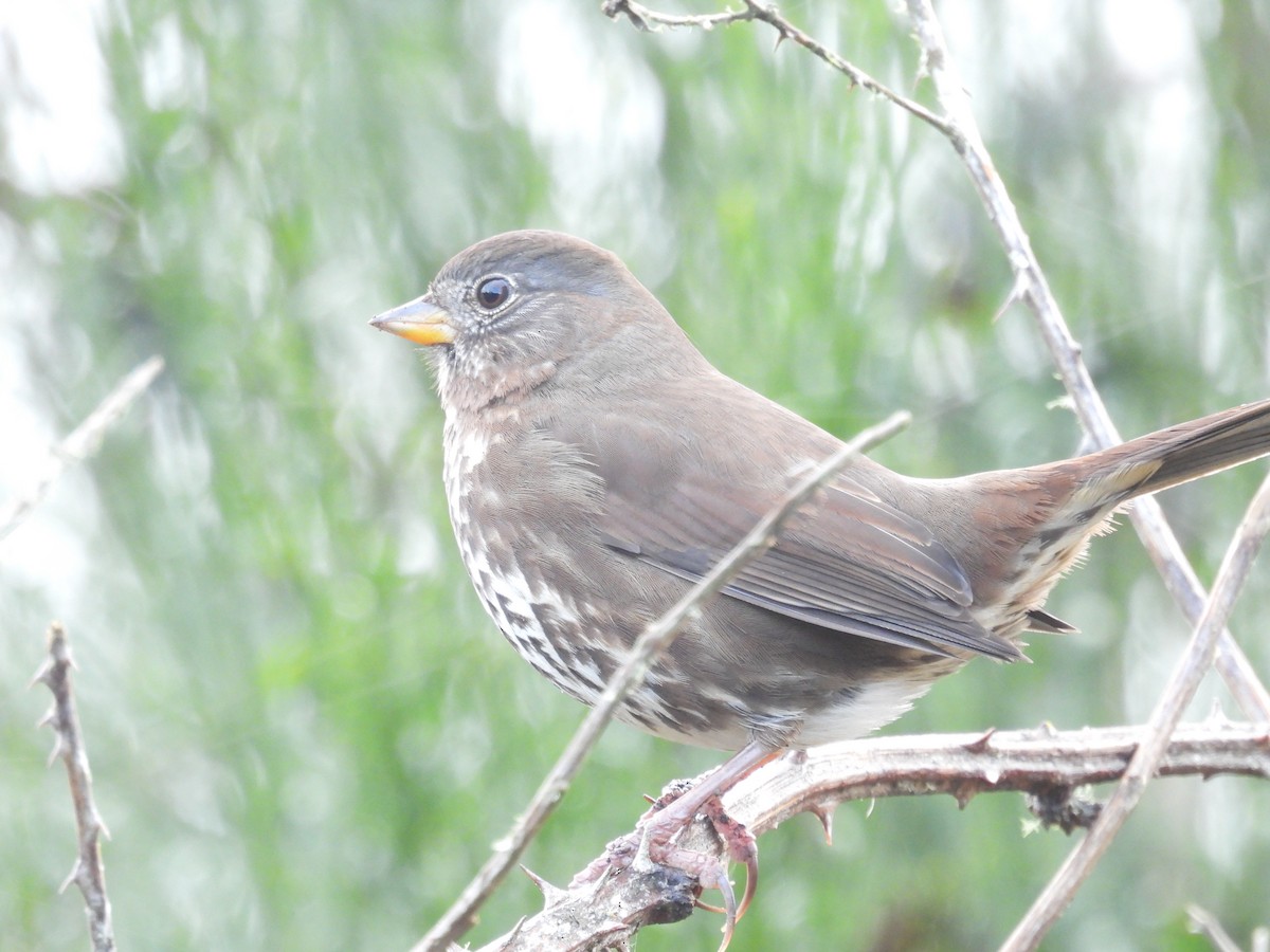 Fox Sparrow (Sooty) - ML626152369