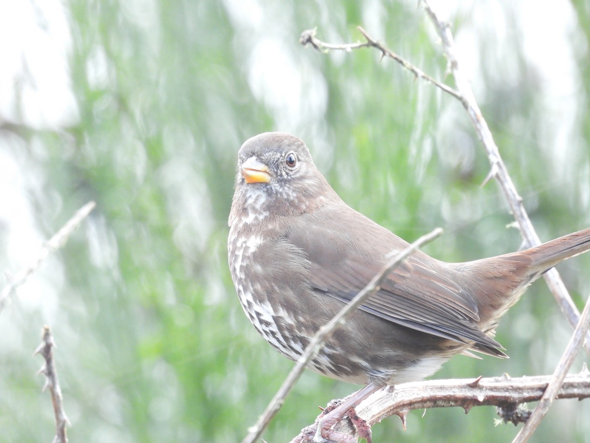 Fox Sparrow (Sooty) - ML626152370