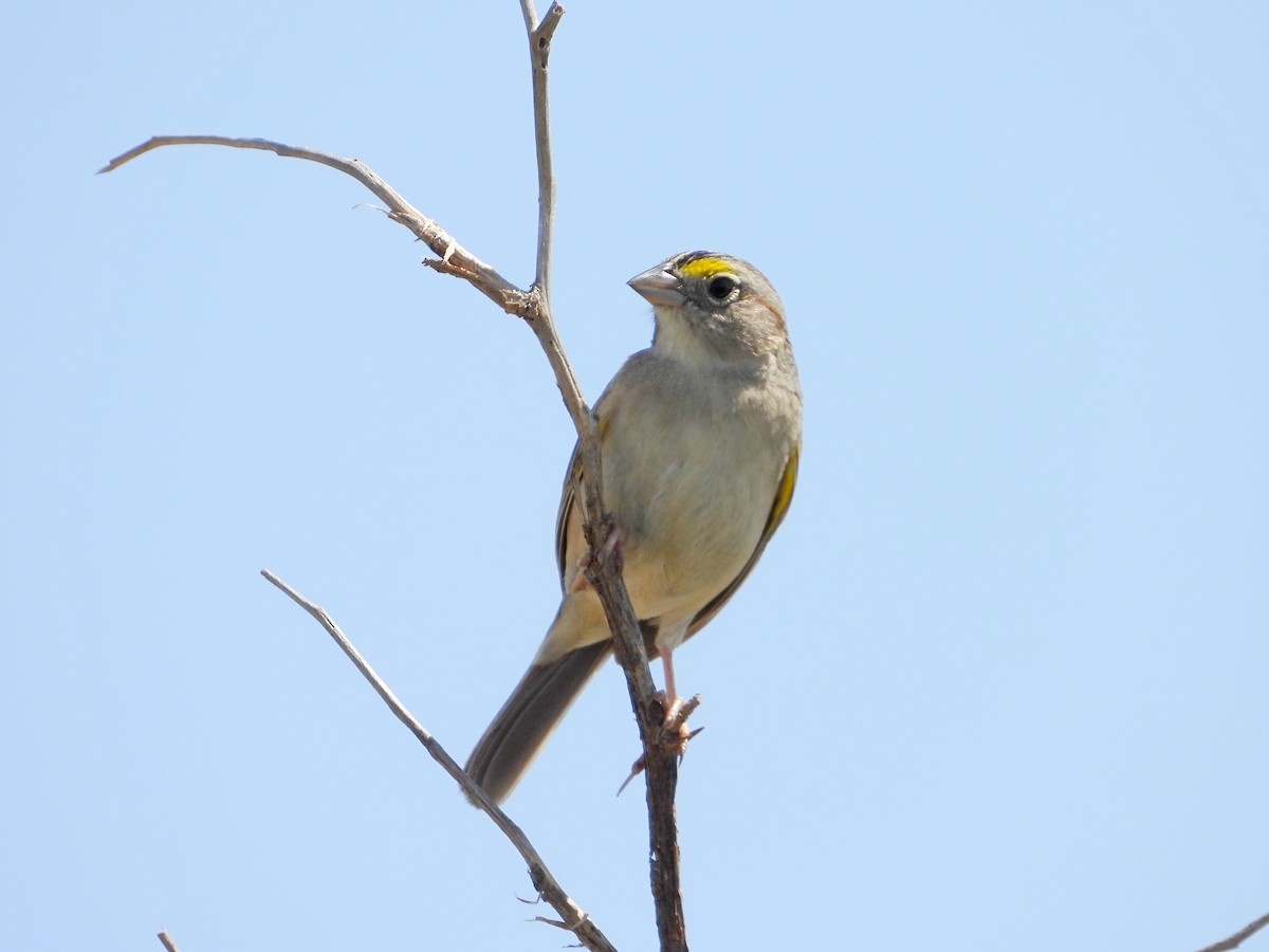 Grassland Sparrow - ML626152583