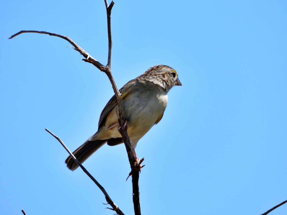 Grassland Sparrow - ML626152584