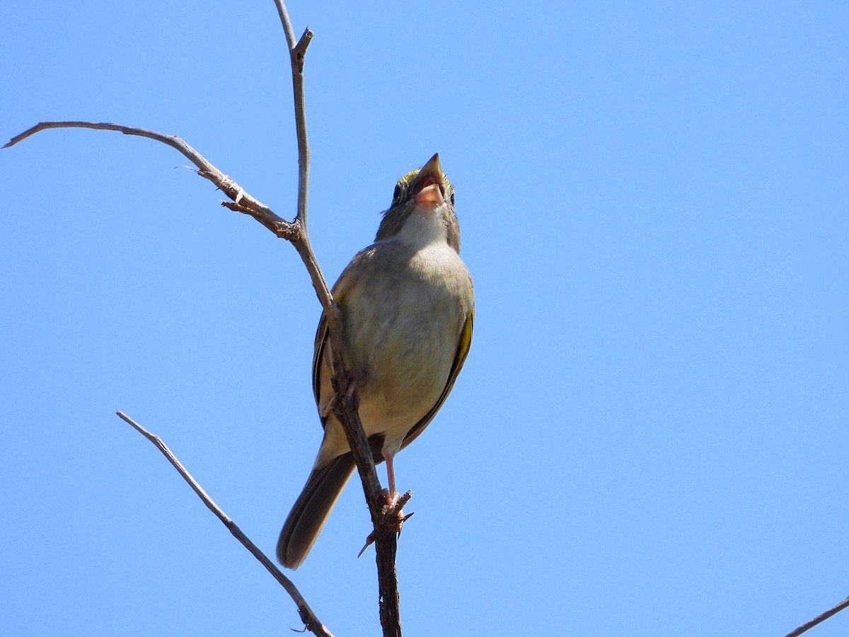 Grassland Sparrow - ML626152585
