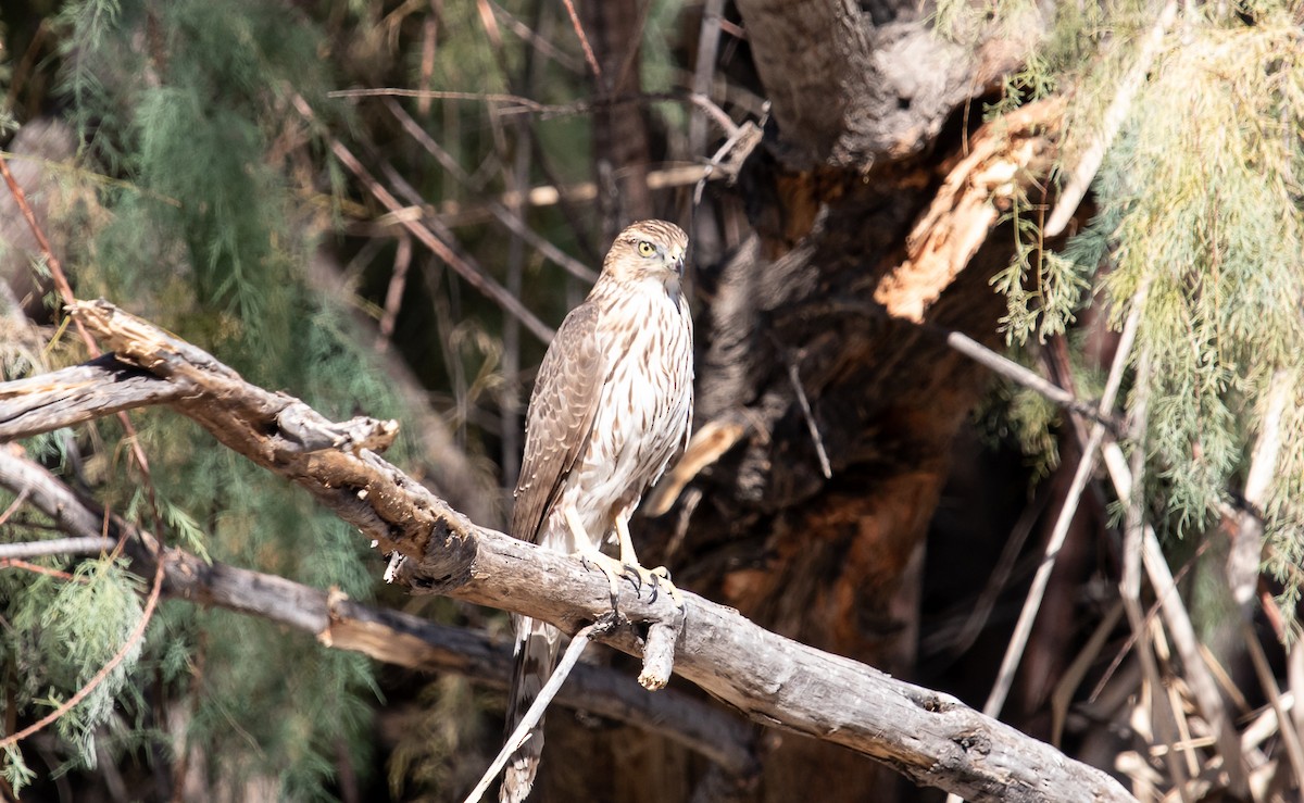 Cooper's Hawk - ML626152596