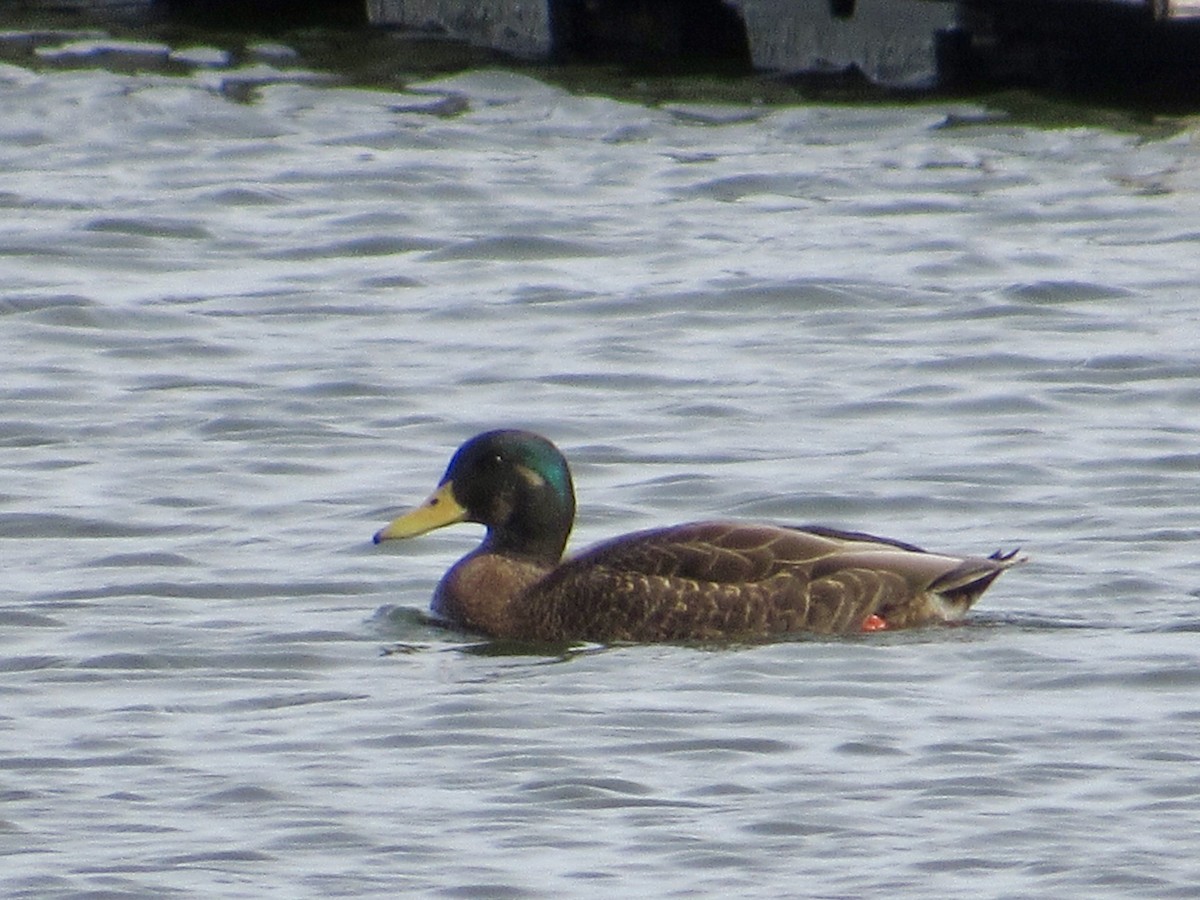 Mallard x American Black Duck (hybrid) - ML626152708