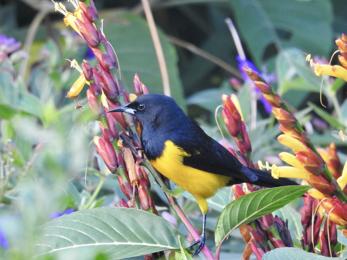 Black-vented Oriole - ML626152778