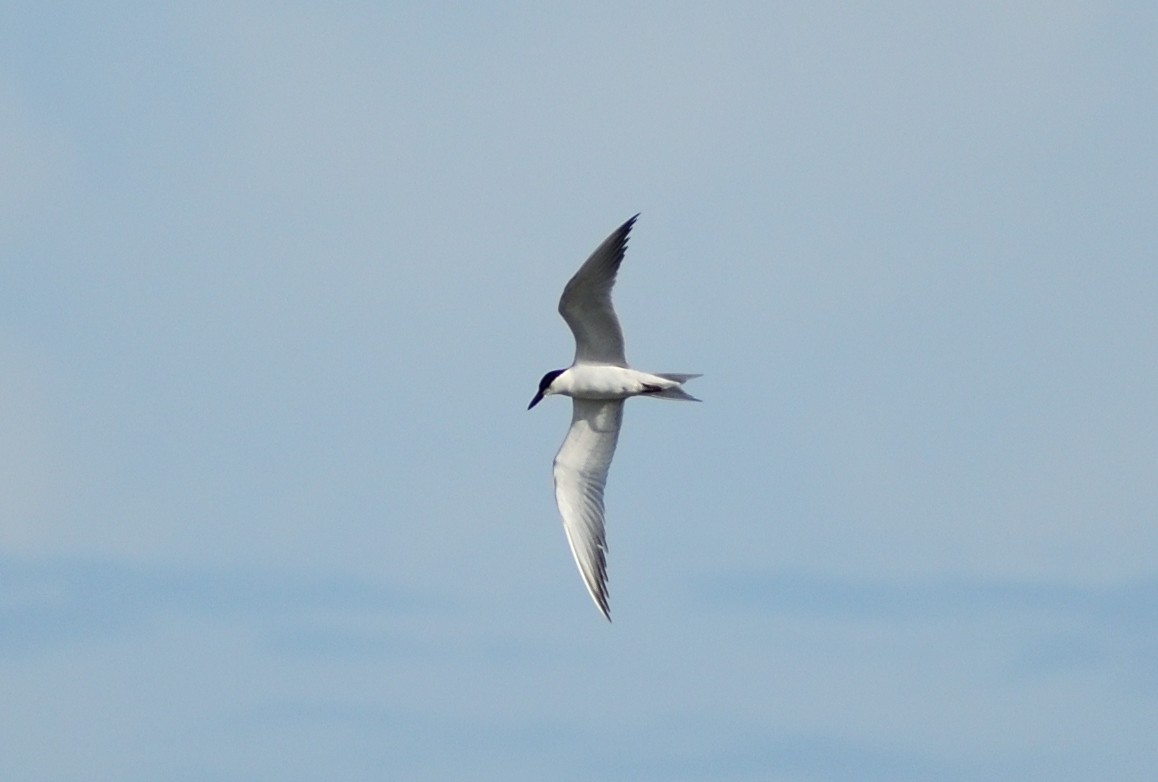 Sterna zampenere - ML626152980