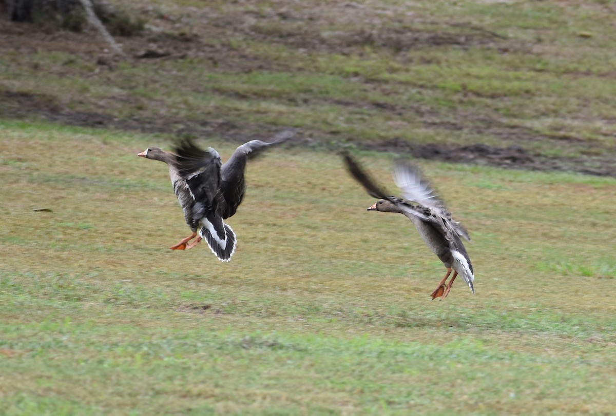 Oca lombardella - ML626153015