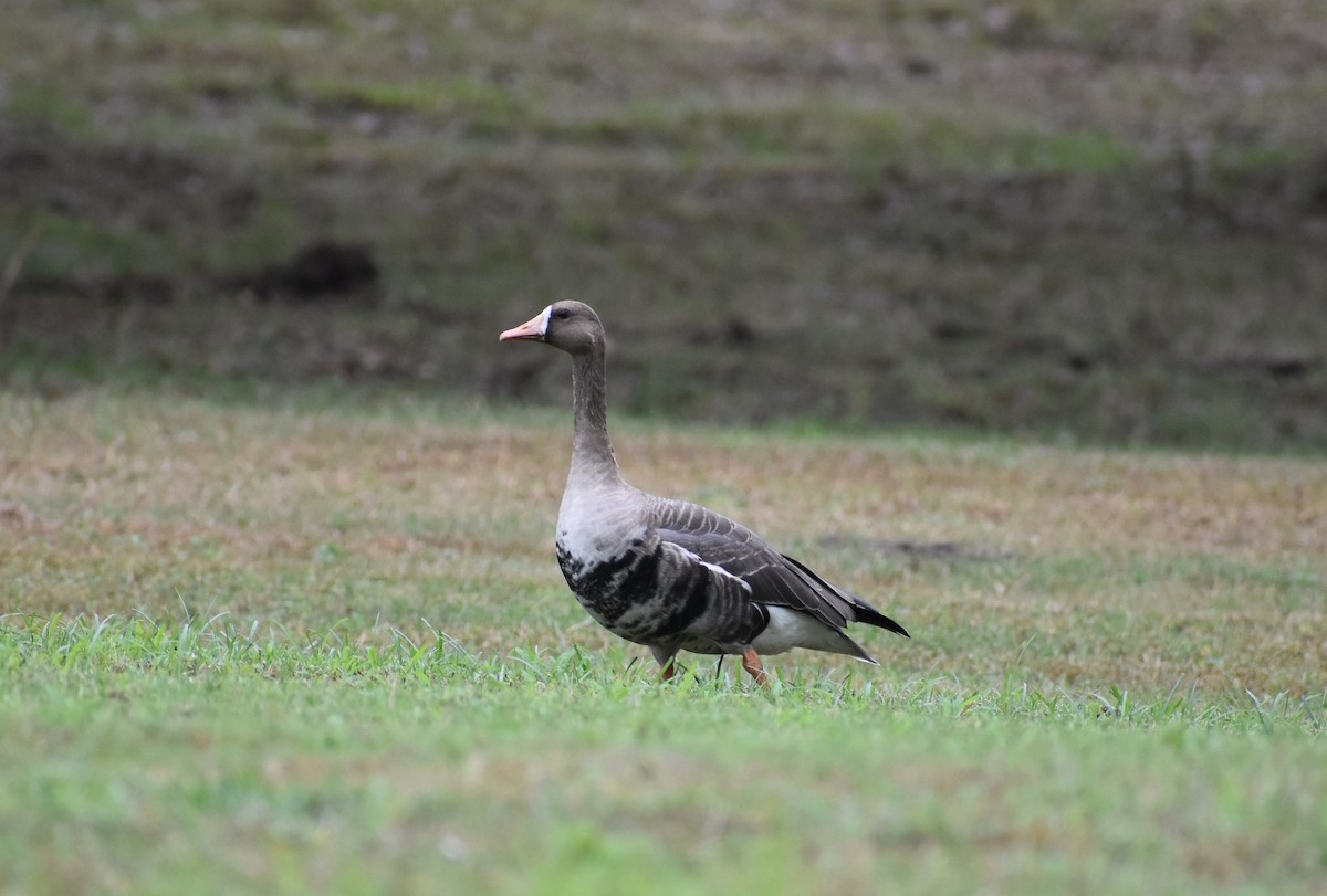Oca lombardella - ML626153016