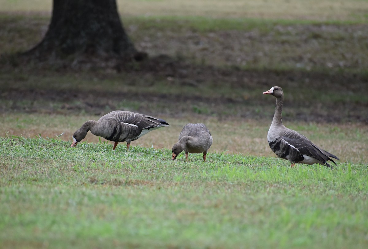 Oca lombardella - ML626153018