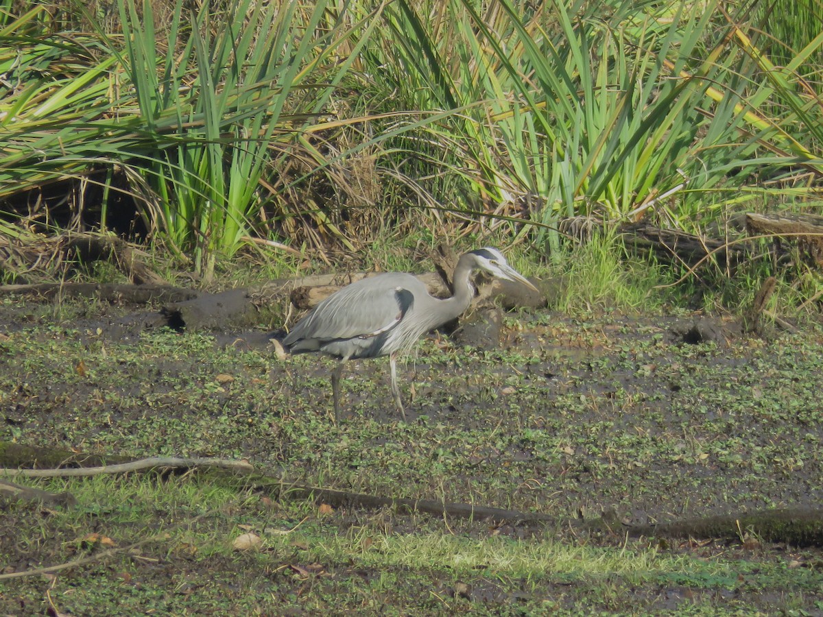 Great Blue Heron - ML626153412