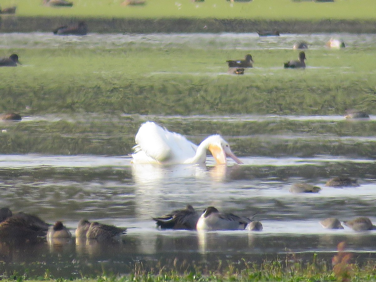 American White Pelican - ML626153419