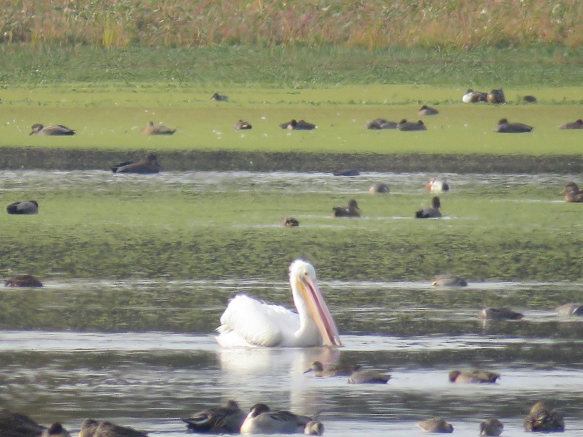 American White Pelican - ML626153426