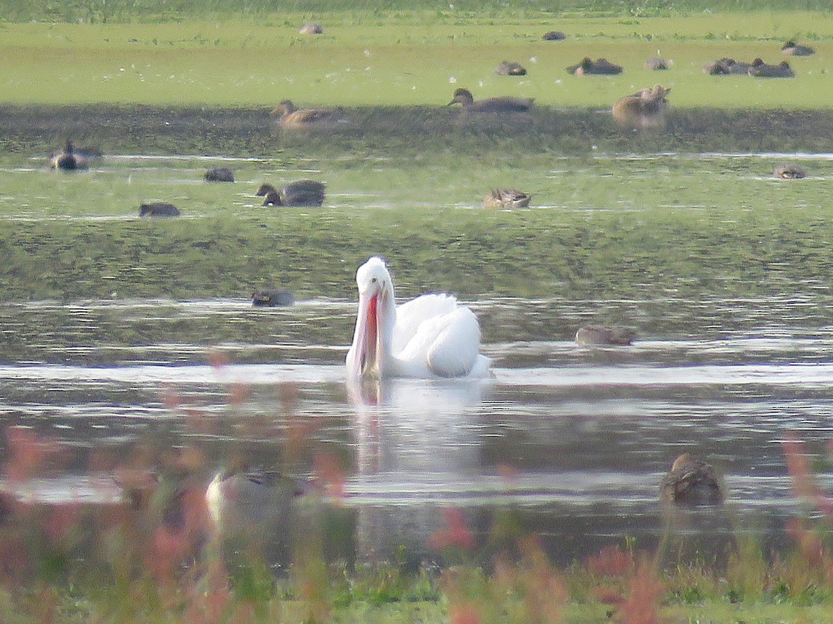 American White Pelican - ML626153427