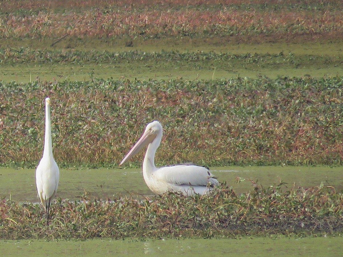 American White Pelican - ML626153428