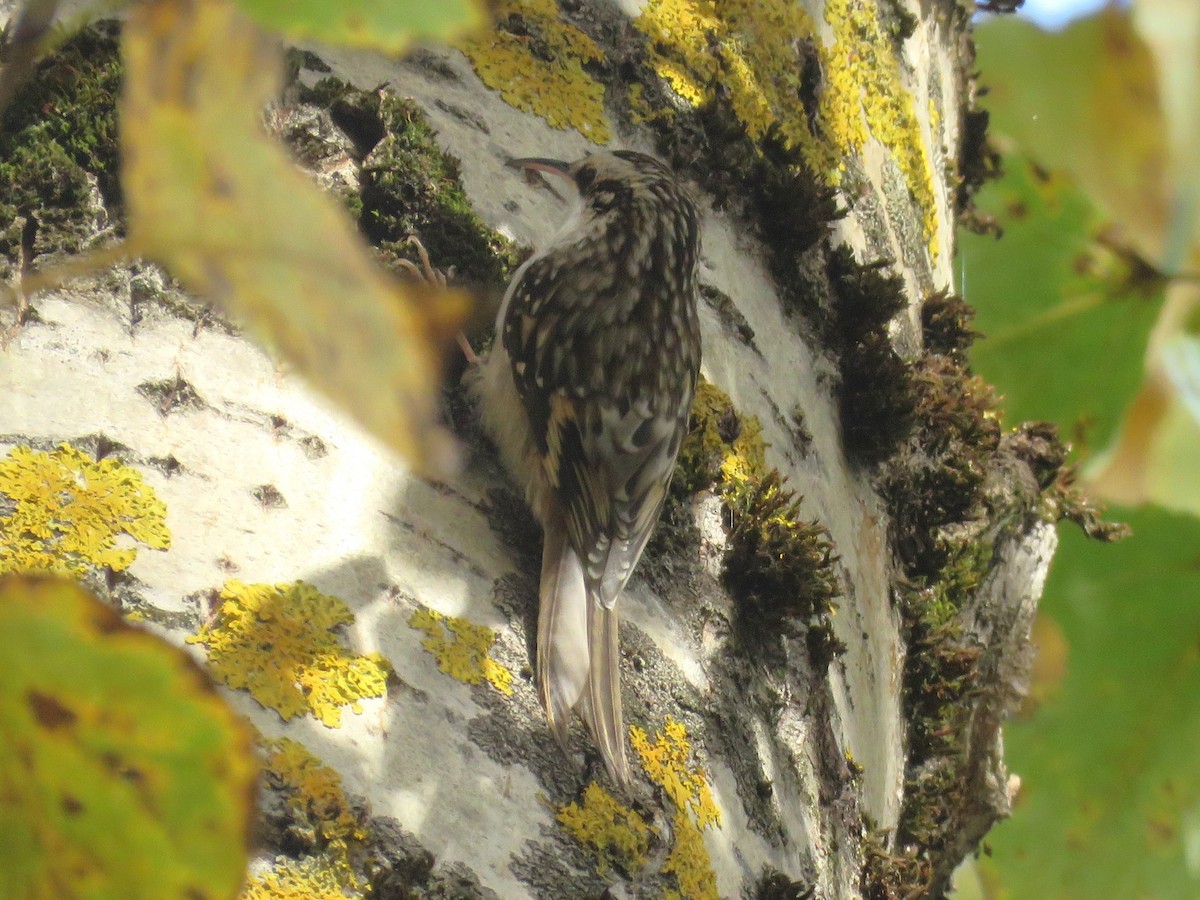 Brown Creeper - ML626153450