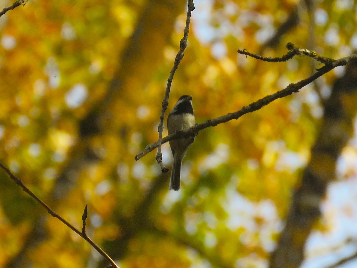 Black-capped Chickadee - ML626153455