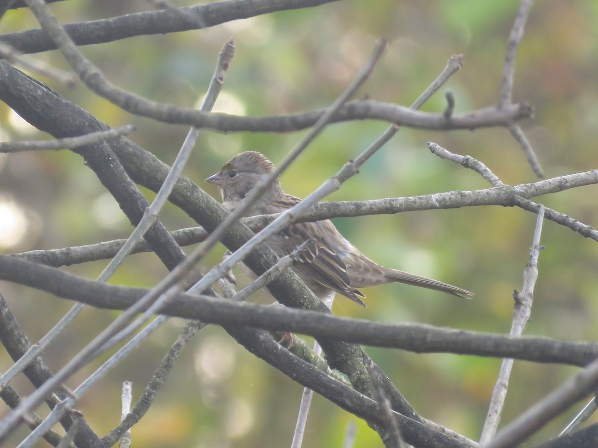 Golden-crowned Sparrow - ML626153461