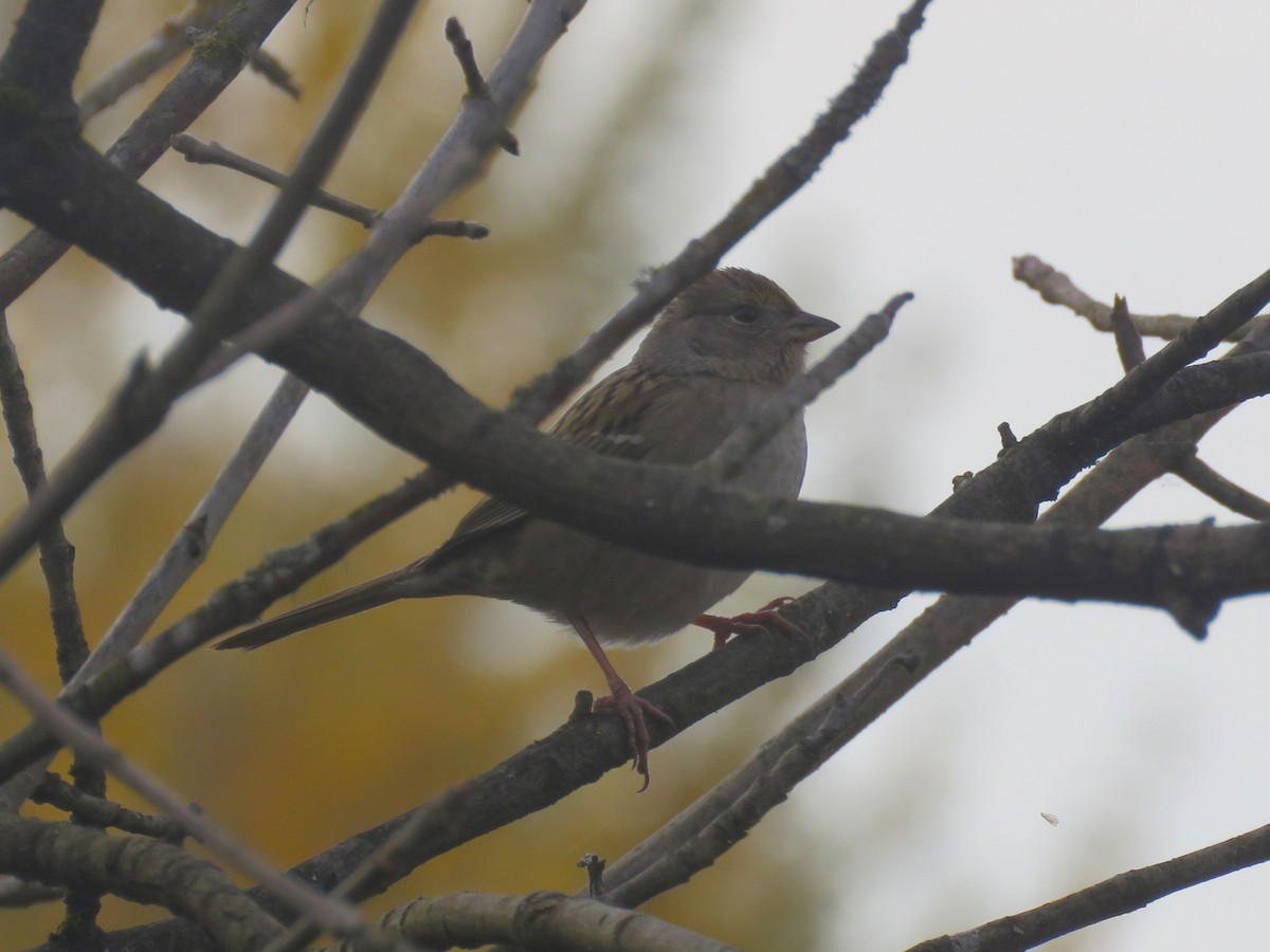 Golden-crowned Sparrow - ML626153465