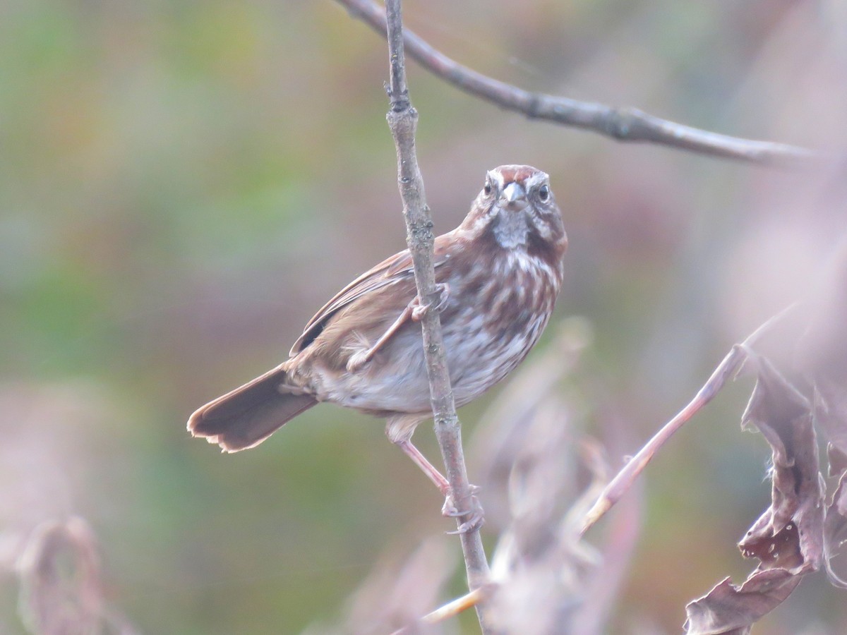 Song Sparrow - ML626153471