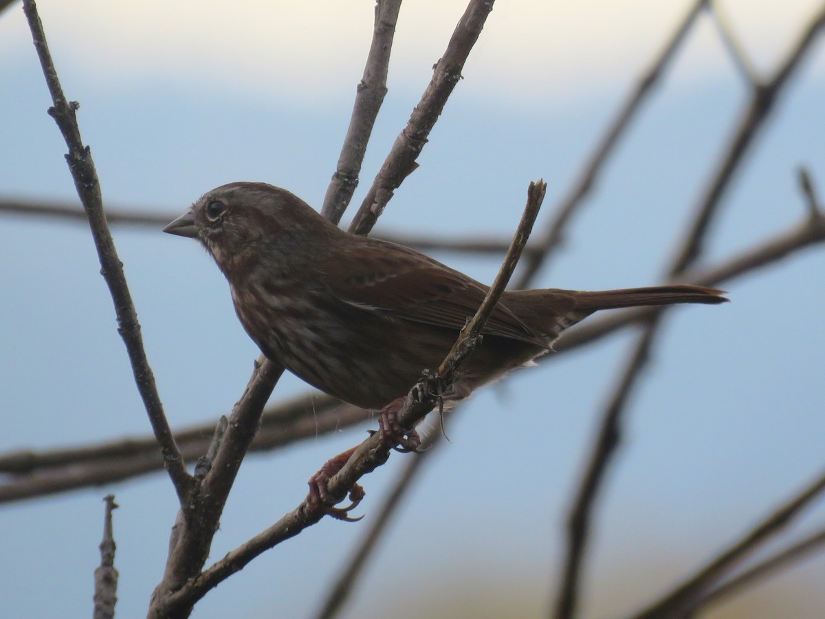 Song Sparrow - ML626153476