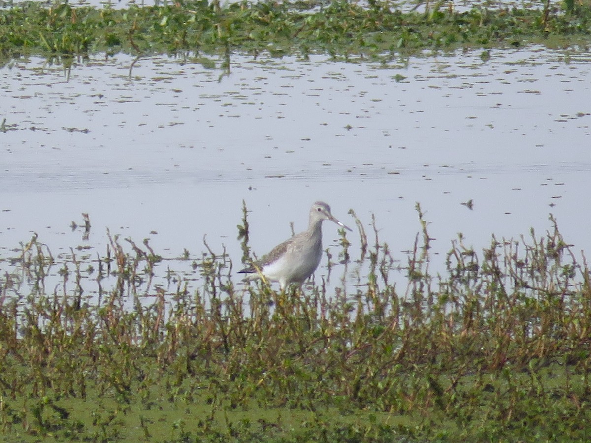 Greater Yellowlegs - ML626153480