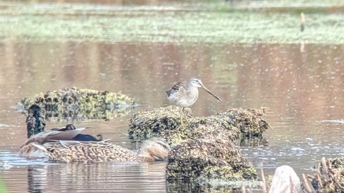 Long-billed Dowitcher - ML626153495