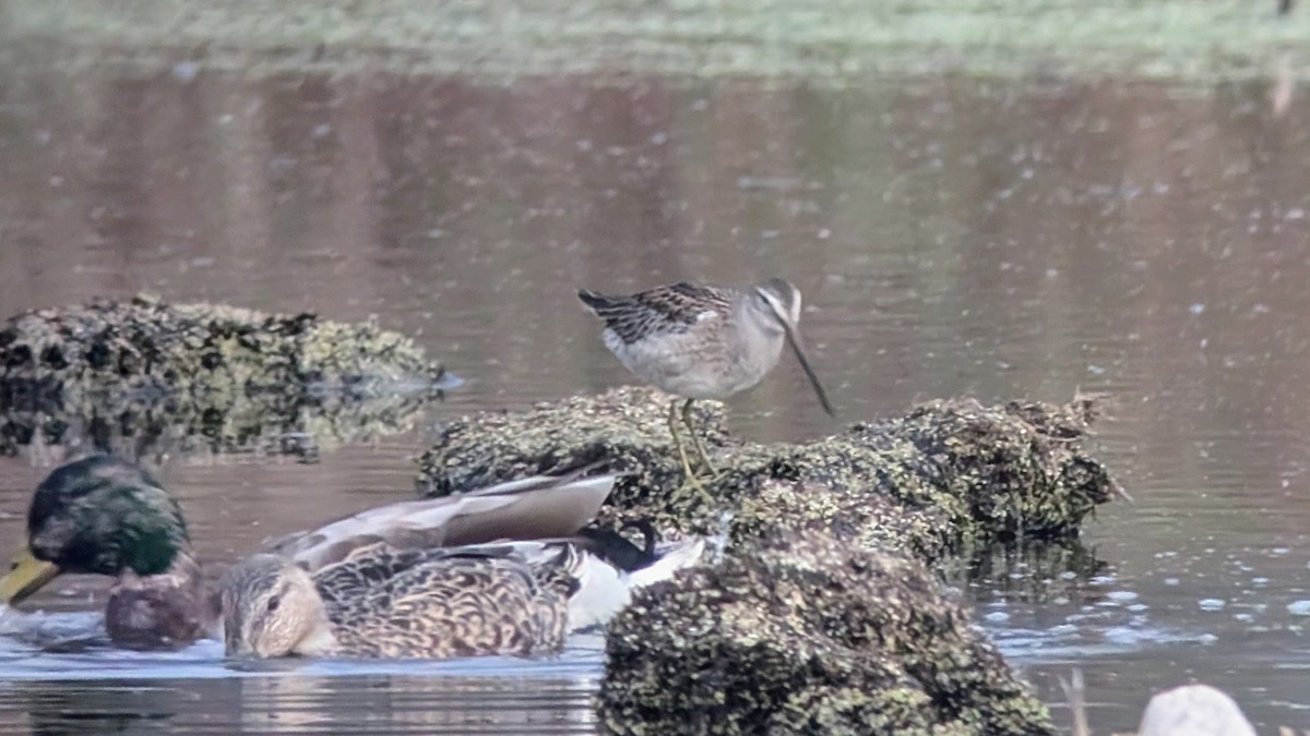 Long-billed Dowitcher - ML626153496