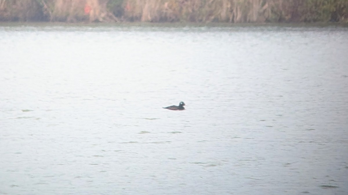 White-winged Scoter - ML626153655