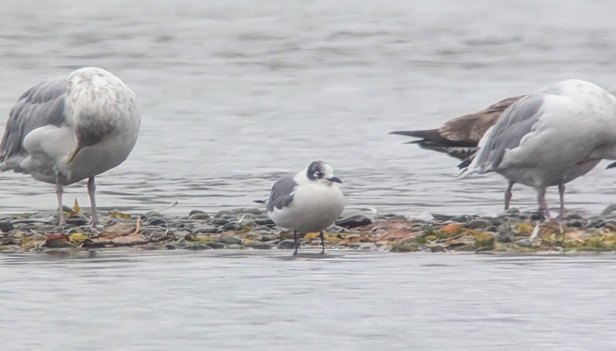 Franklin's Gull - ML626153663