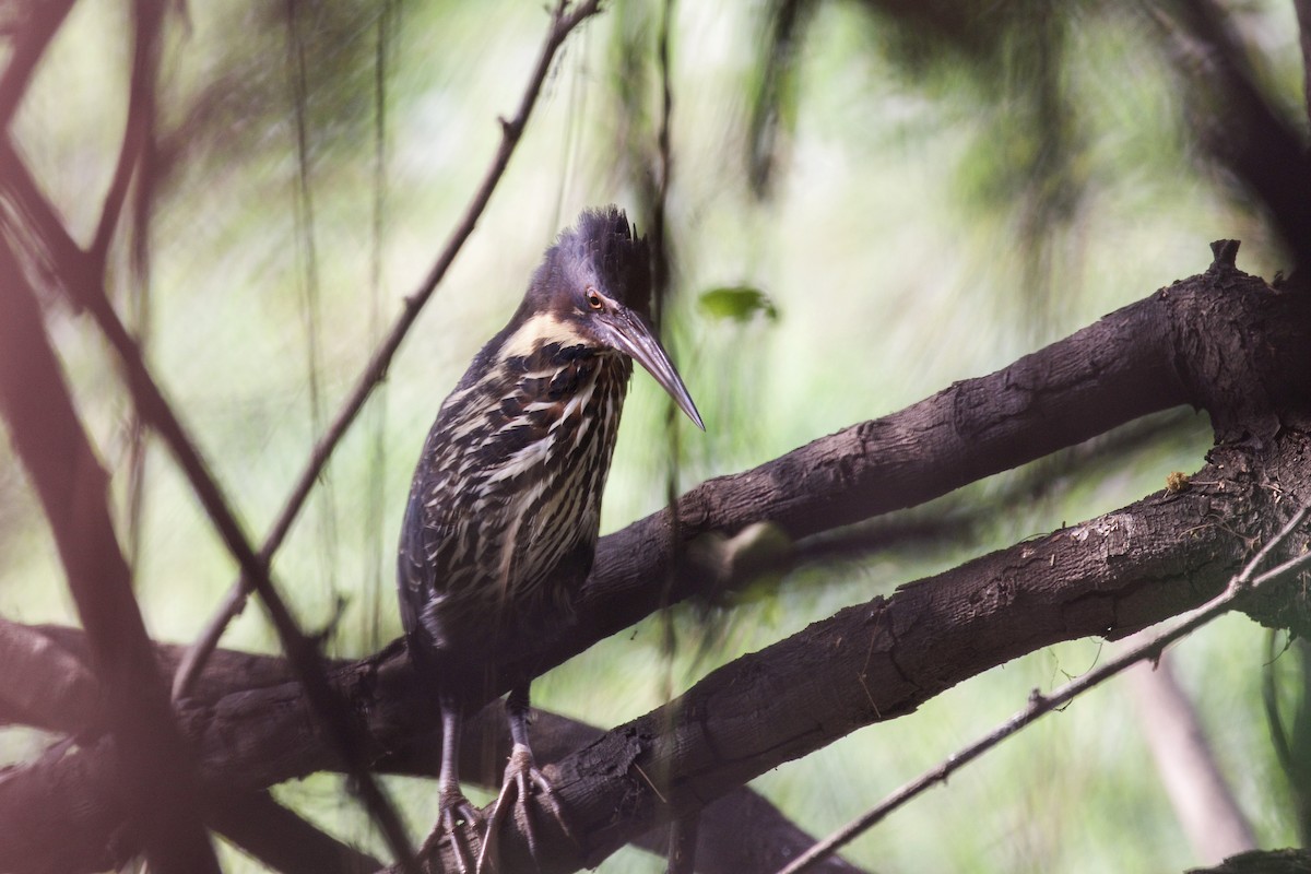 Black Bittern - ML626153676