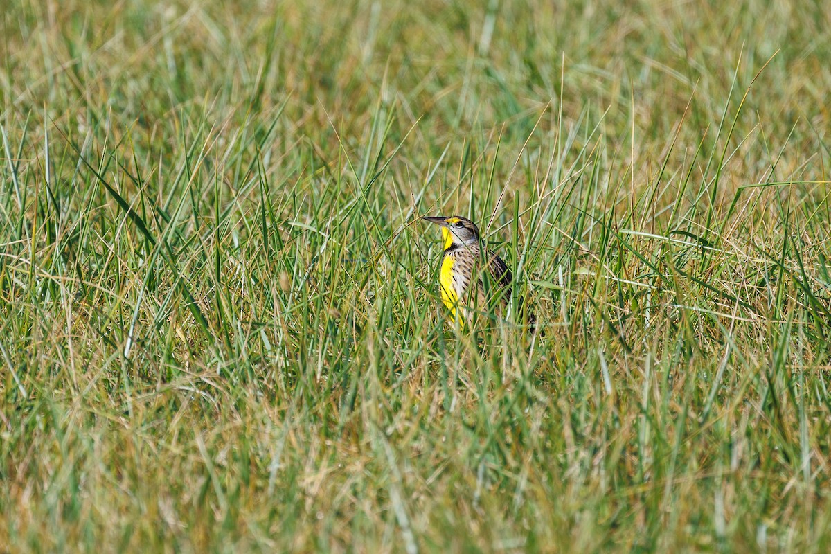 Eastern Meadowlark - ML626153702