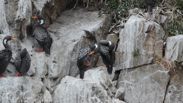 Red-legged Cormorant - ML626153829