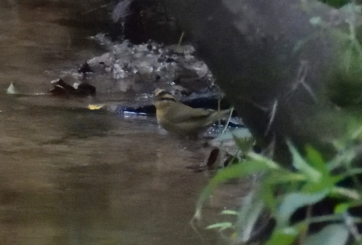 Worm-eating Warbler - ML626154084